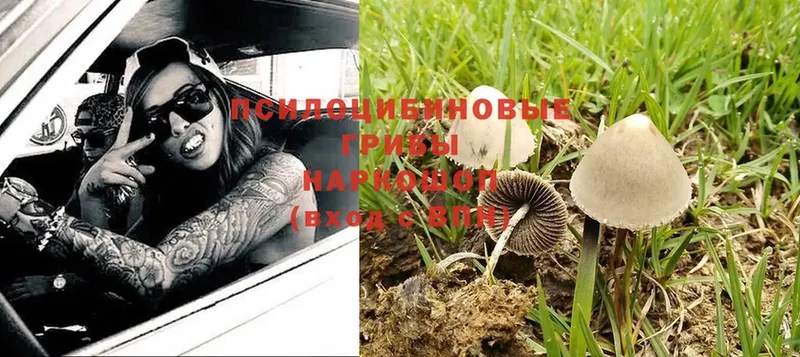 купить   Лермонтов  Галлюциногенные грибы Magic Shrooms 